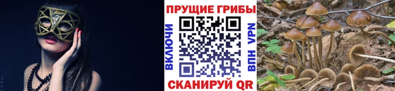 где можно купить наркотик  omg ссылка  Галлюциногенные грибы ЛСД  shop Telegram  Новокубанск 